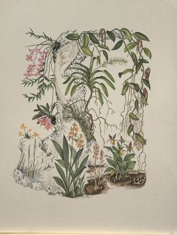 Mary Grierson - Magnifique lithographie d'orchidée