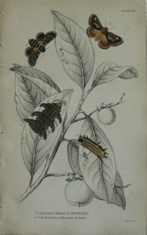 James Duncan - Gravure coloriée à la main représen