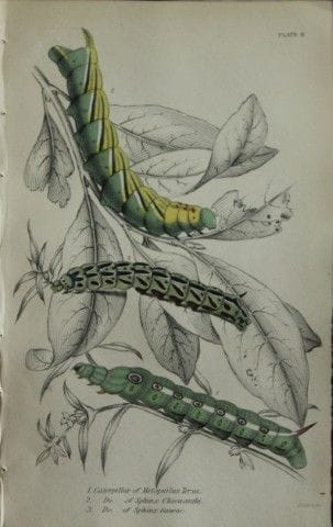 James Duncan - Gravure coloriée à la main représen