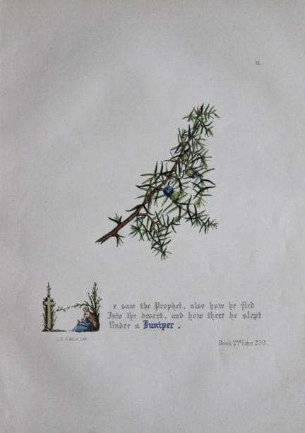 Jane E. Giraud - Estampe coloriée à la main tirée 