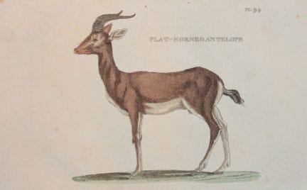 Brightly – Stich einer Flachhornantilope, 1811.

D
