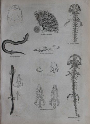 Gravure de reptiles publiée par Charles Knight en 