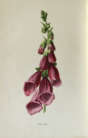 Shirley Hibberd – Fingerhut 1877.

Dieser chromoli