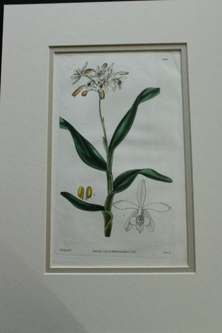 WJ Hooker - Gravure rare tirée du *Botanical Magaz