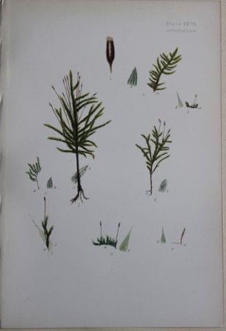 F.E. Tripp - Gravure coloriée à la main représenta