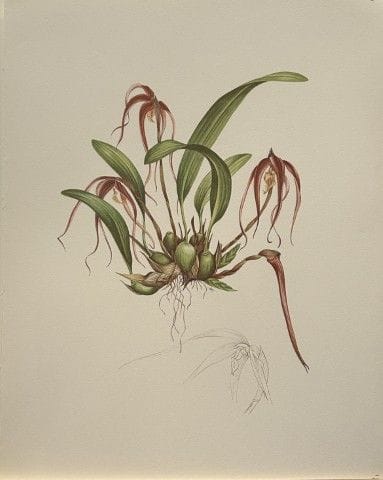 Mary Grierson - Magnifique lithographie d'orchidée
