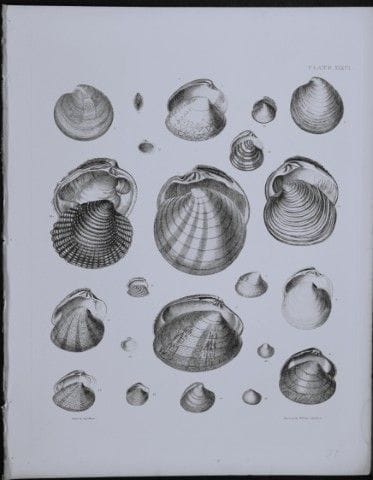 Kapitän Thomas Brown – Stich mit Muschelmotiven, 1