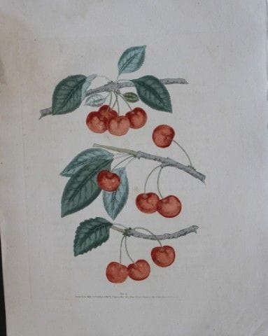 George Brookshaw - Planche IX : Variétés de cerise