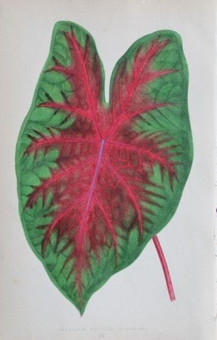 Edward Lowe - Beautiful Leaved Plants 1861.

This 