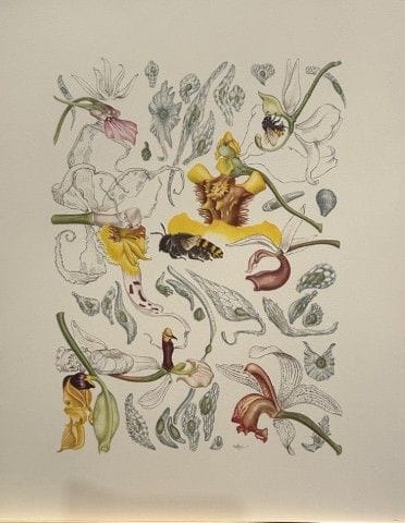 Mary Grierson - Magnifique lithographie d'orchidée