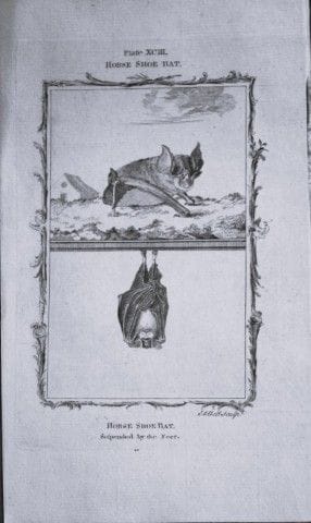 Buffon – Stich einer Hufeisennase von A. Bell, 178