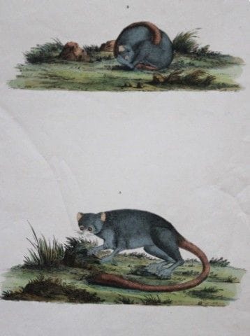 John Frederick Miller – Grauer Mauslemur aus „Cime
