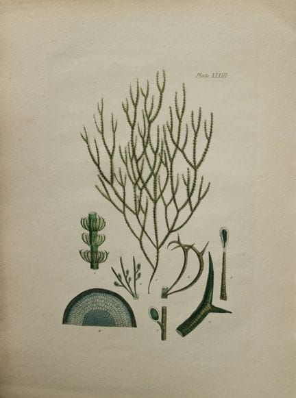 William Harvey - Lithographie coloriée à la main d