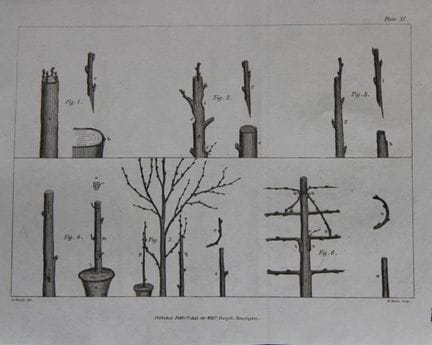 William Forsyth - Planche XI sur la taille et la c