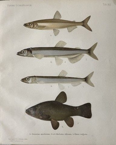 Wilhelm von Wright – Wunderschöne Lithografie mit 