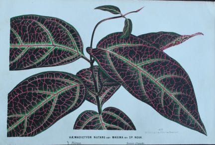 Lemaire &amp; van Houtte - Gravure originale tirée