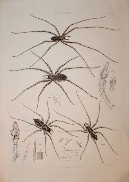 J. Blackwall - Lithographie coloriée à la main rep