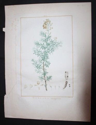 P.J. Redoute - Gravure originale tirée de *Stirpes