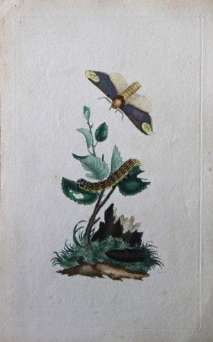 Edward Donovan - Gravure sur cuivre représentant u