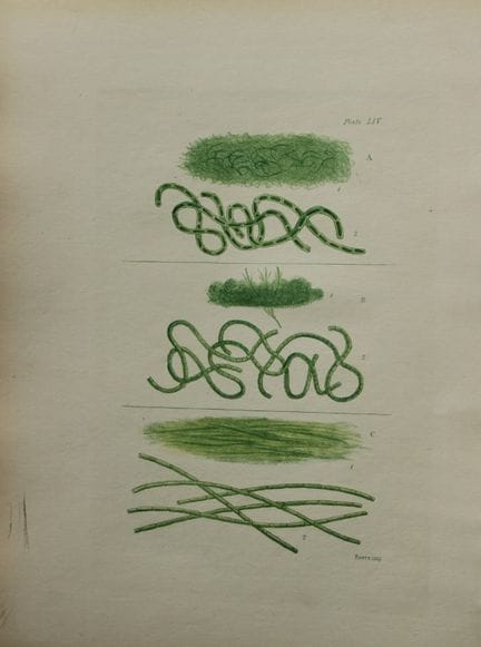 威廉-哈维 - 1846 年《海草》手绘石版画。

这幅石版画出自 Phycologia Brita
