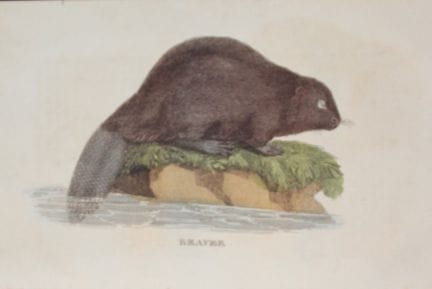 Brightly - Engraving of a Beaver 1811.

This coppe