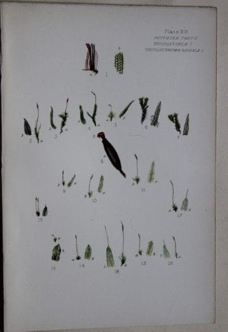 F.E. Tripp - Gravure coloriée à la main représenta
