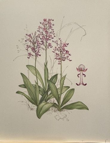 Mary Grierson - Magnifique lithographie d'orchidée
