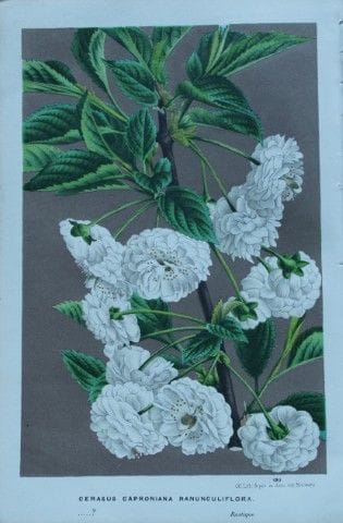 Lemaire &amp; van Houtte - Gravure originale tirée