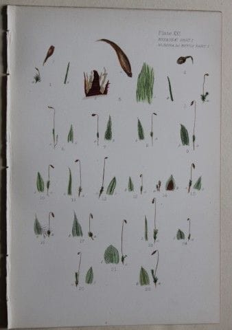 F.E. Tripp - Gravure coloriée à la main représenta