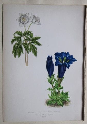Stiche von Alpenpflanzen von A. F. Lydon und B. Fa