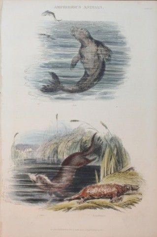 Charles Partington - Hand coloured engraving of Se