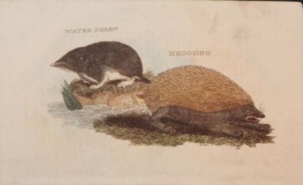 Brightly – Stich einer Wasserspitzmaus und eines I