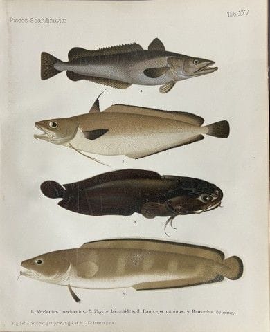 Wilhelm von Wright – Wunderschöne Lithografie mit 