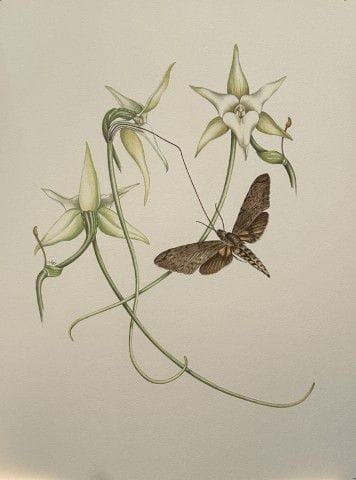 Mary Grierson - Magnifique lithographie d'orchidée