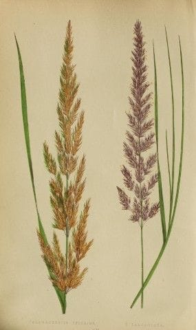Edward Lowe – „A Natural History of British Grasse