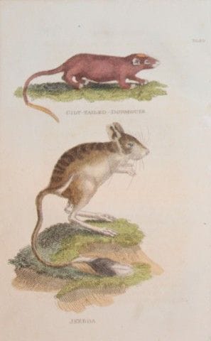 Brightly - Engraving of a Gilt Tailed Dormouse and