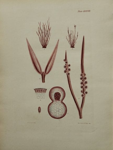William Harvey - Lithographie coloriée à la main d