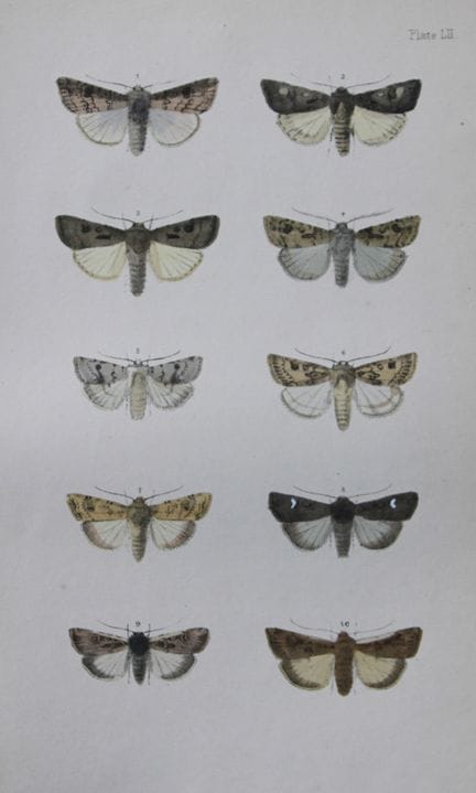 Révérend F.O. Morris - Gravure représentant des pa