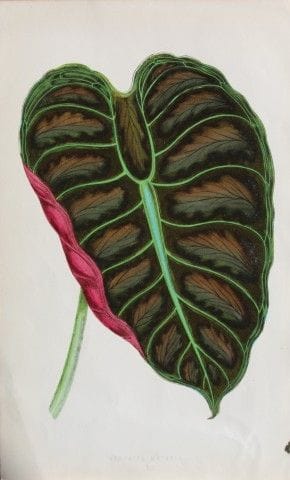 Edward Lowe - Beautiful Leaved Plants 1861.

This 