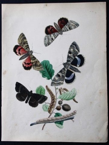 HN Humphreys - Lithographie coloriée à la main rep