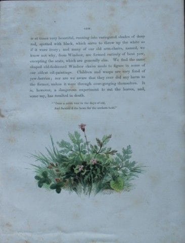 Birket Foster – Handkolorierter Stich einer Eibe, 