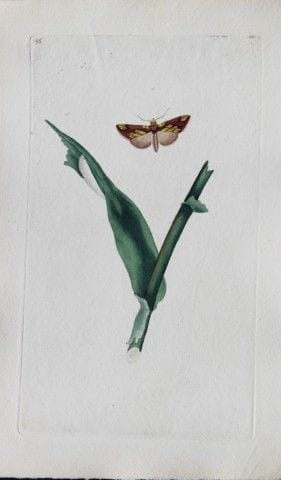 Edward Donovan - Gravure sur cuivre représentant d