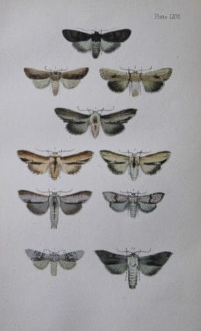Révérend F.O. Morris - Gravure représentant des pa