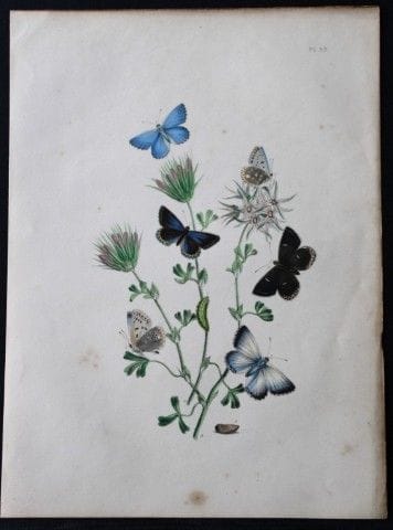 HN Humphreys – Handkolorierte Lithografie britisch