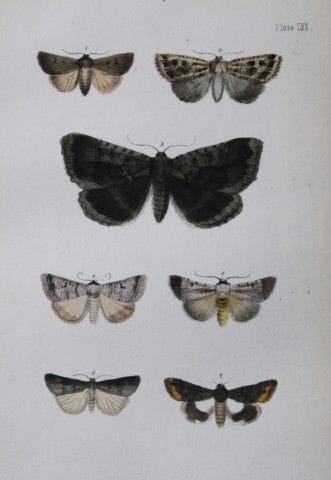 Révérend F.O. Morris - Gravure représentant des pa