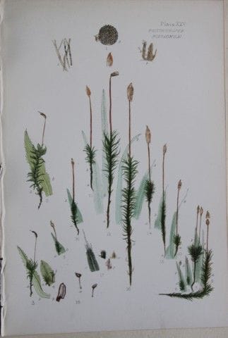 F.E. Tripp - Gravure coloriée à la main représenta