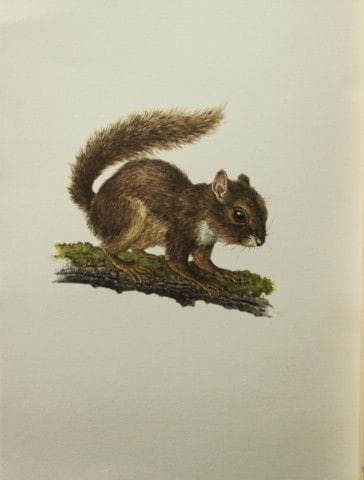 Amuchastegui – Lithografie von Ingrams Eichhörnche