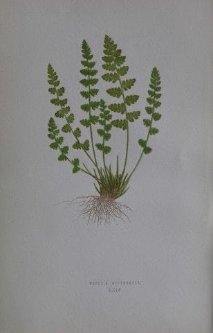 Edward Lowe - Gravure de fougère colorée à la main