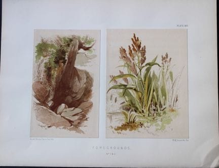 PH Delamotte - Chromolithographie de « Foregrounds