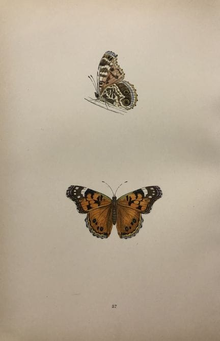 Révérend F. O. Morris – Gravure représentant des p